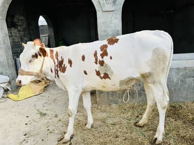 Cow Female