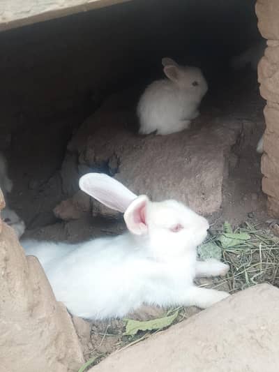 Rabbits for Sale. .