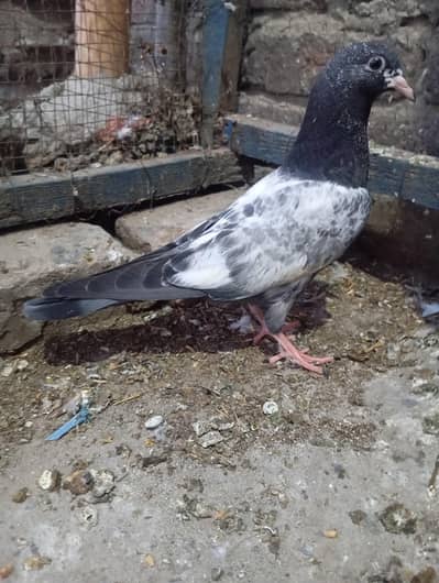 Ferozpuri breed