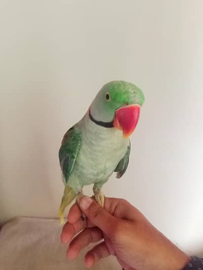 Raw Kashmir Pahari hand tame and talking parrot urgent sale