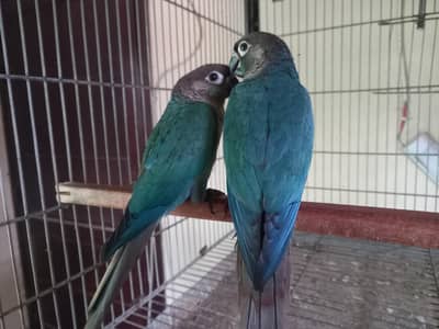 Blue turquoise bf-bc conure  parrots pair available
