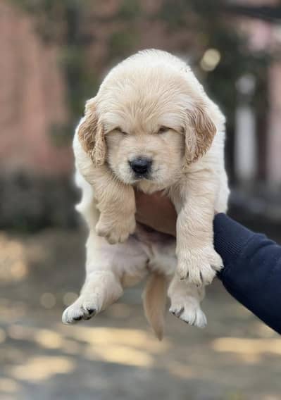 Golden retriever pedigree puppy available