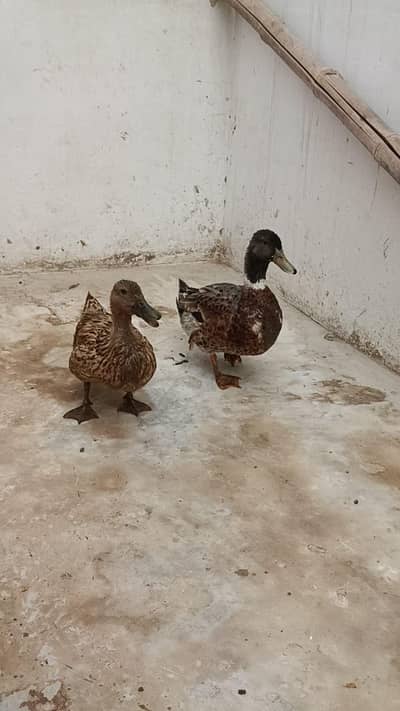 Duck Breeder Pair | Female on Eggs | Karachi