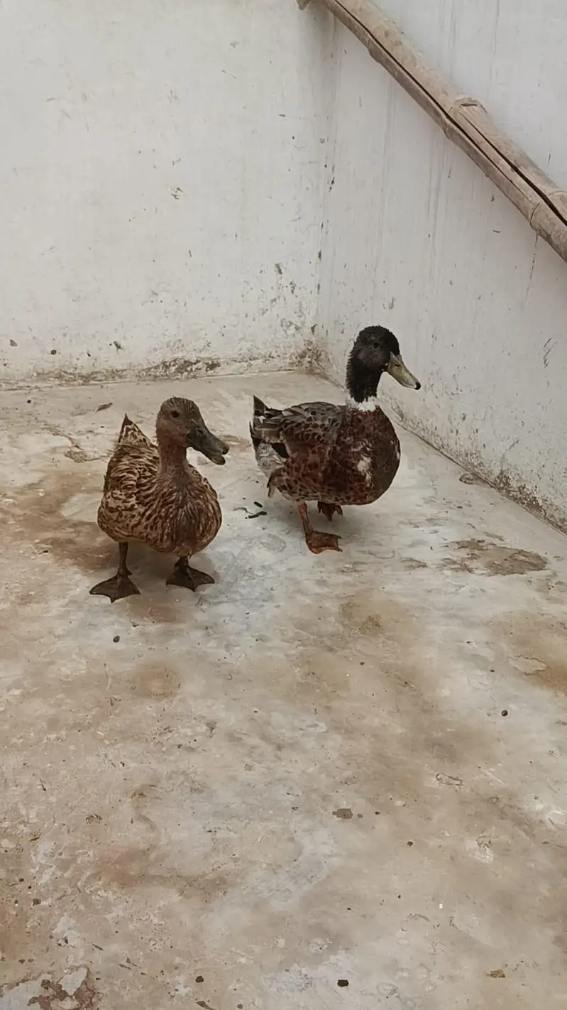 Duck Breeder Pair | Female on Eggs | Karachi