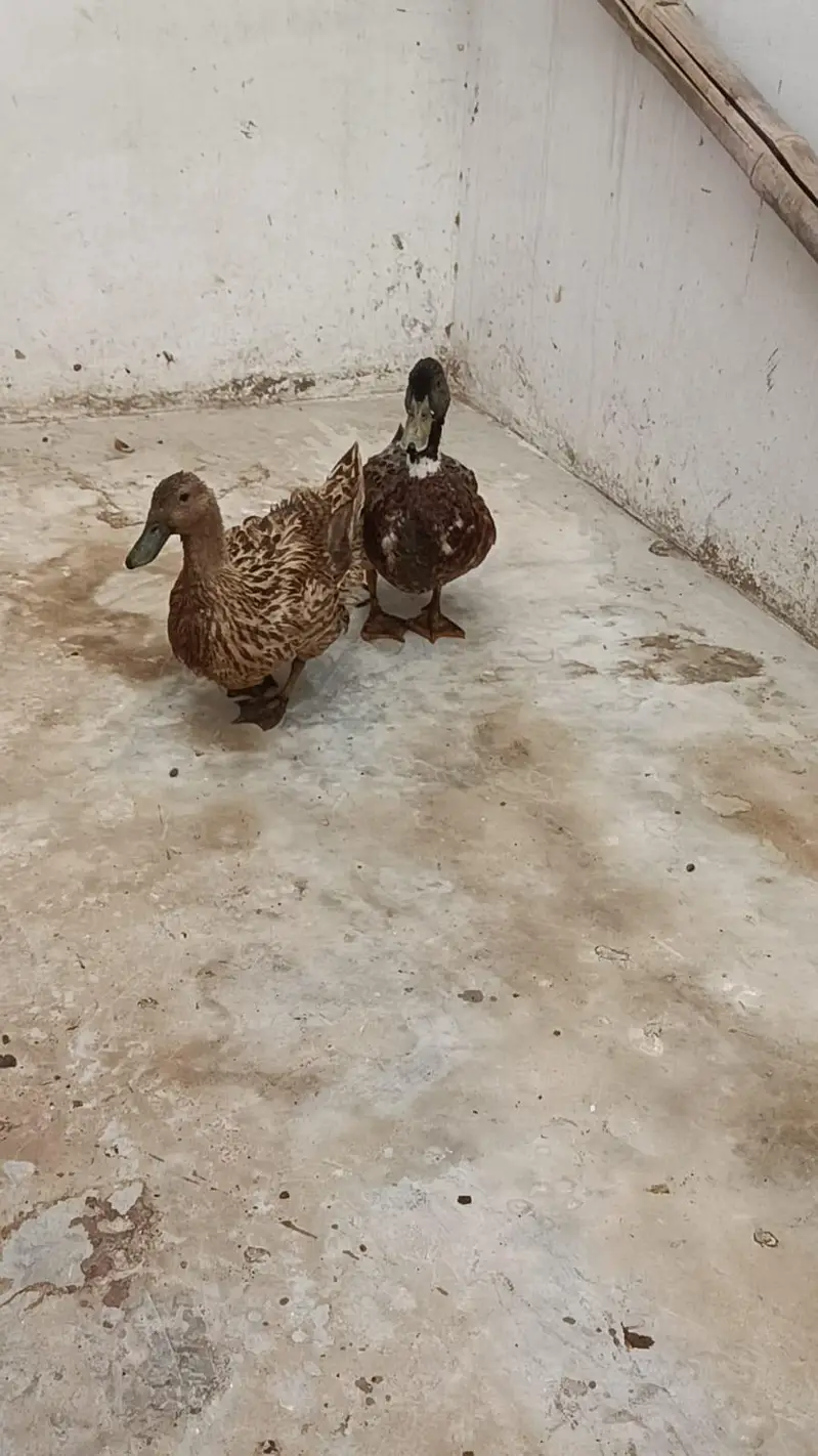 Duck Breeder Pair | Female on Eggs | Karachi — photo 2