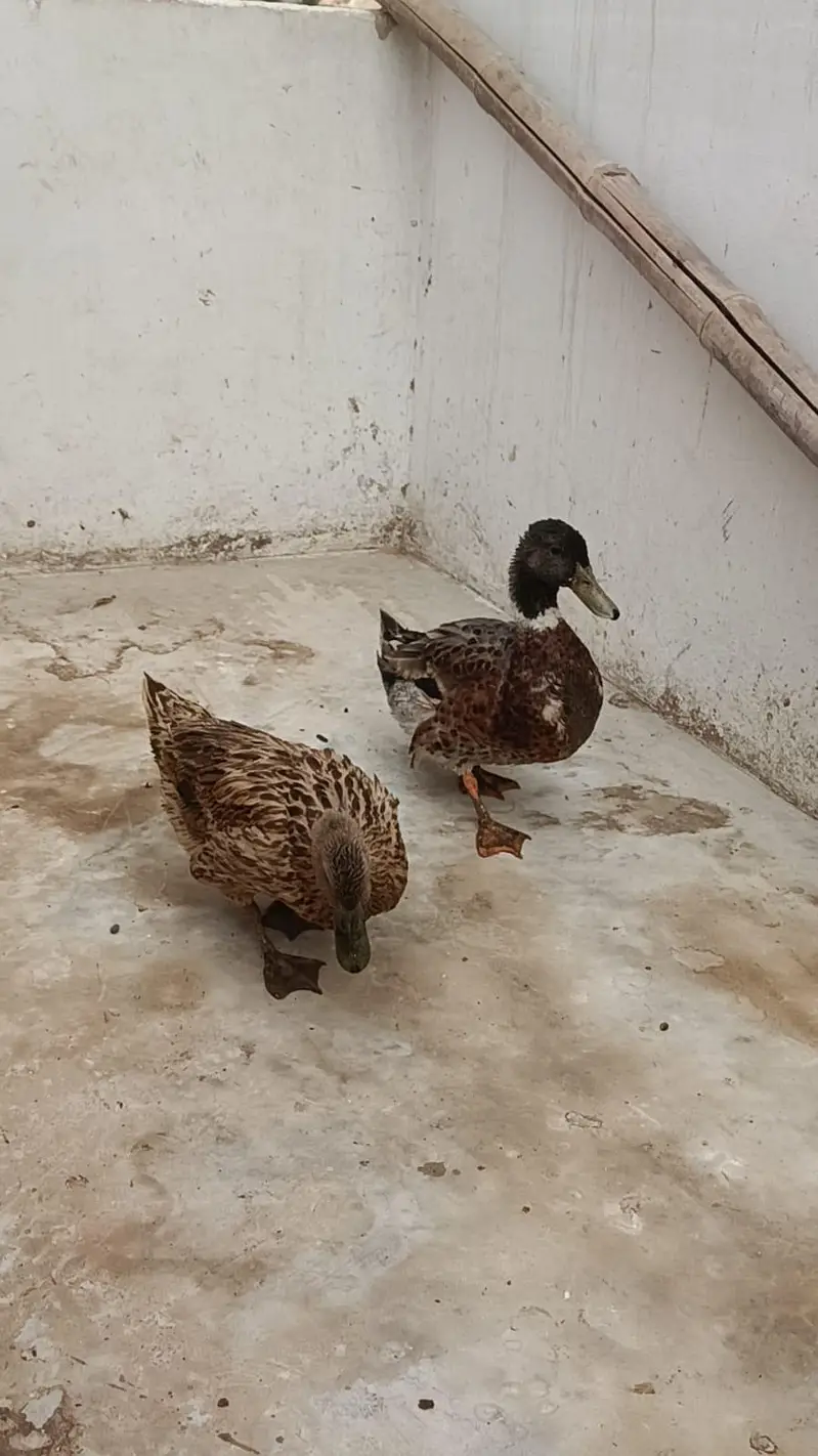 Duck Breeder Pair | Female on Eggs | Karachi — photo 3