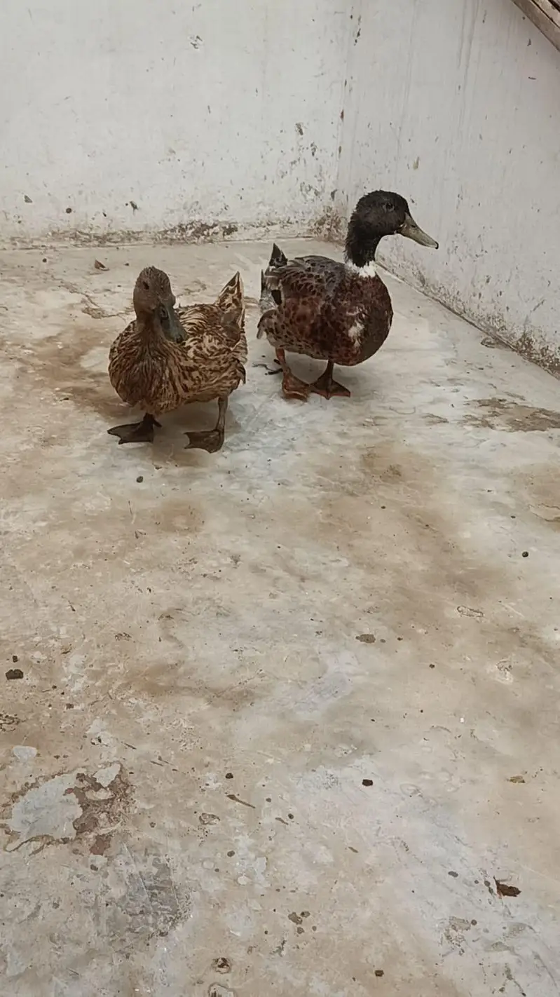 Duck Breeder Pair | Female on Eggs | Karachi — photo 4