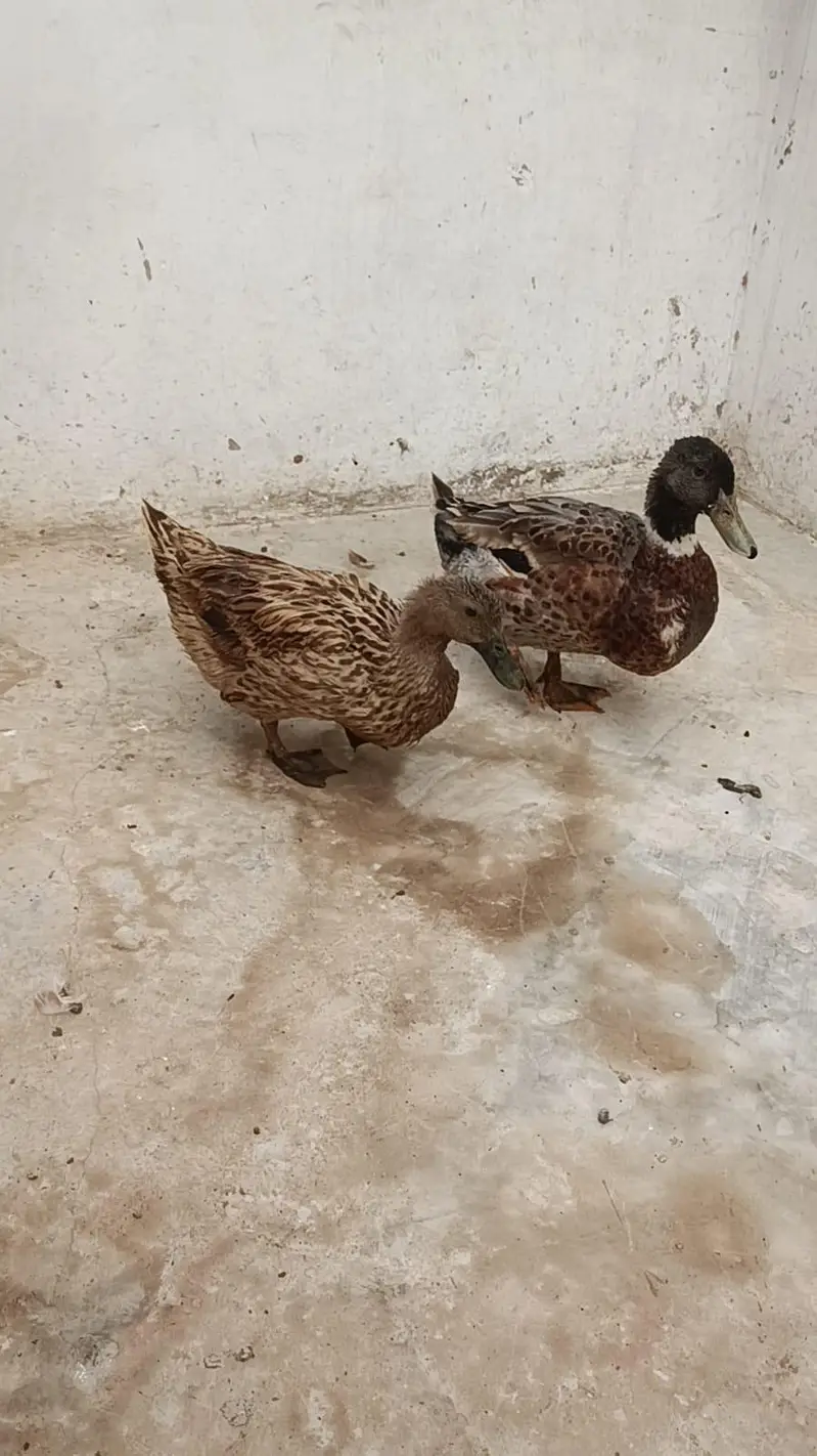 Duck Breeder Pair | Female on Eggs | Karachi — photo 5