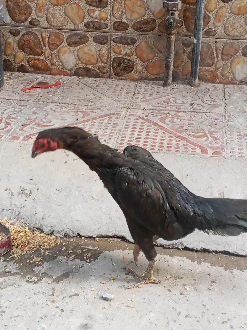 aseel murge 25000number 03335317496 — photo 4