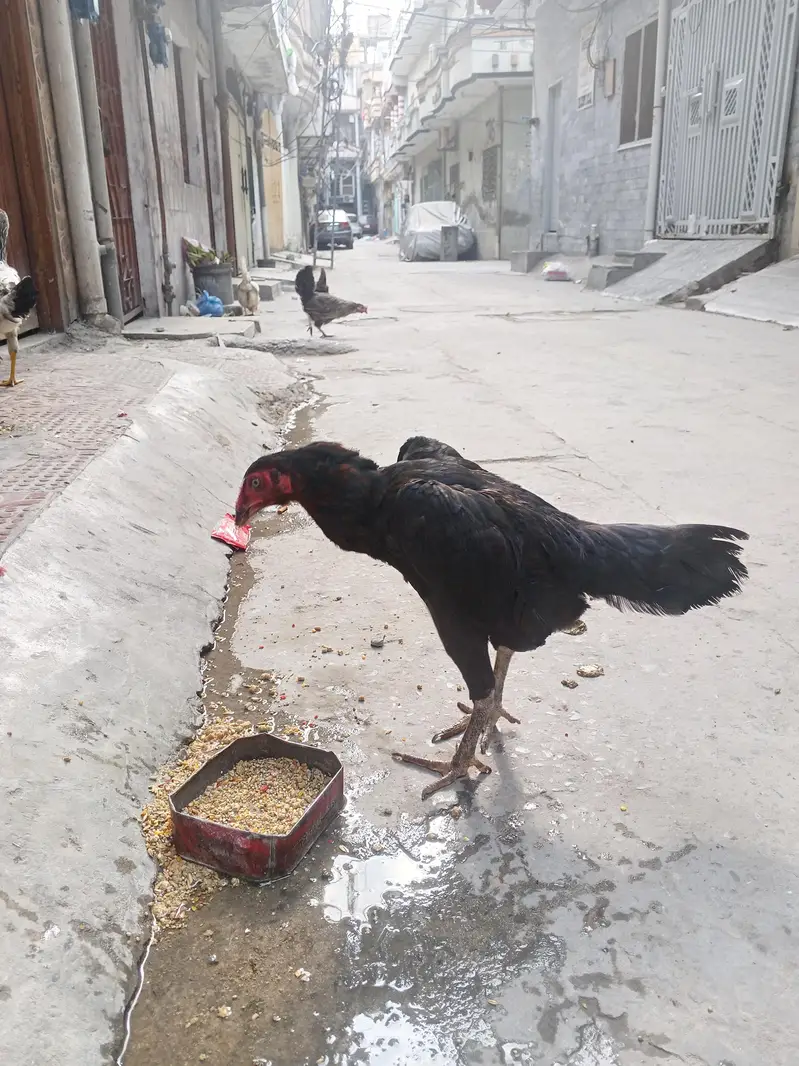 aseel murge 25000number 03335317496 — photo 5
