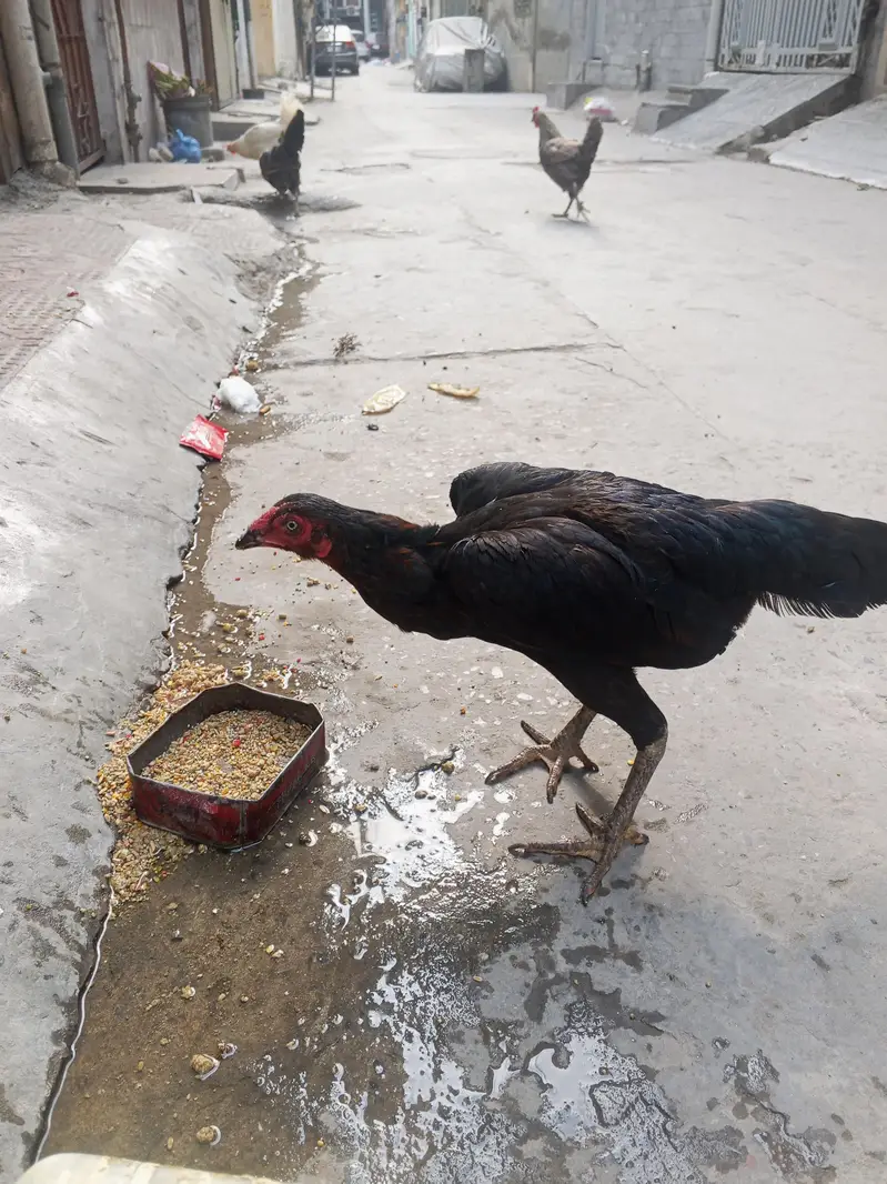 aseel murge 25000number 03335317496 — photo 6