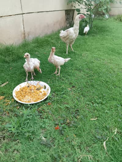 Heera aseel chicks
