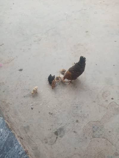 Hen with 7 chick For sale