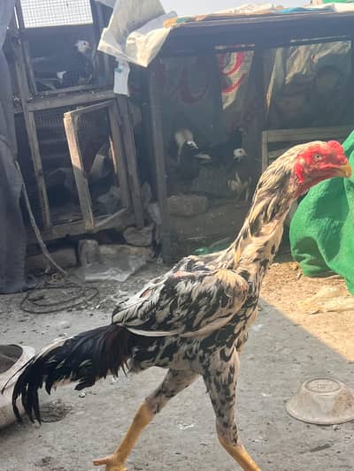 Parrot beak Shamo . Aseel Hera Patha