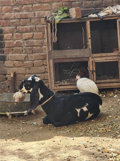 goat for sale