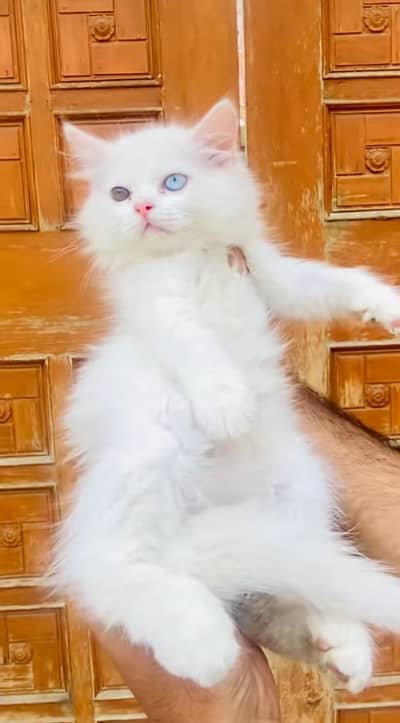 pure Persian cats vaccinated triple coated/WhatsApp 03254583038