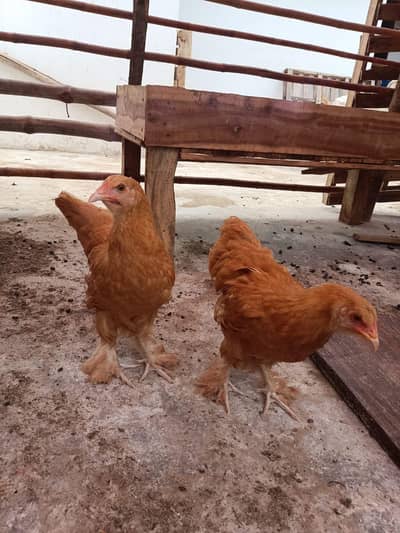Golden Heavy Buff Pair 75 Days | Fancy Chicks