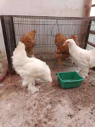 White Heavy Buff Pair 75 Days | Fancy Poultry
