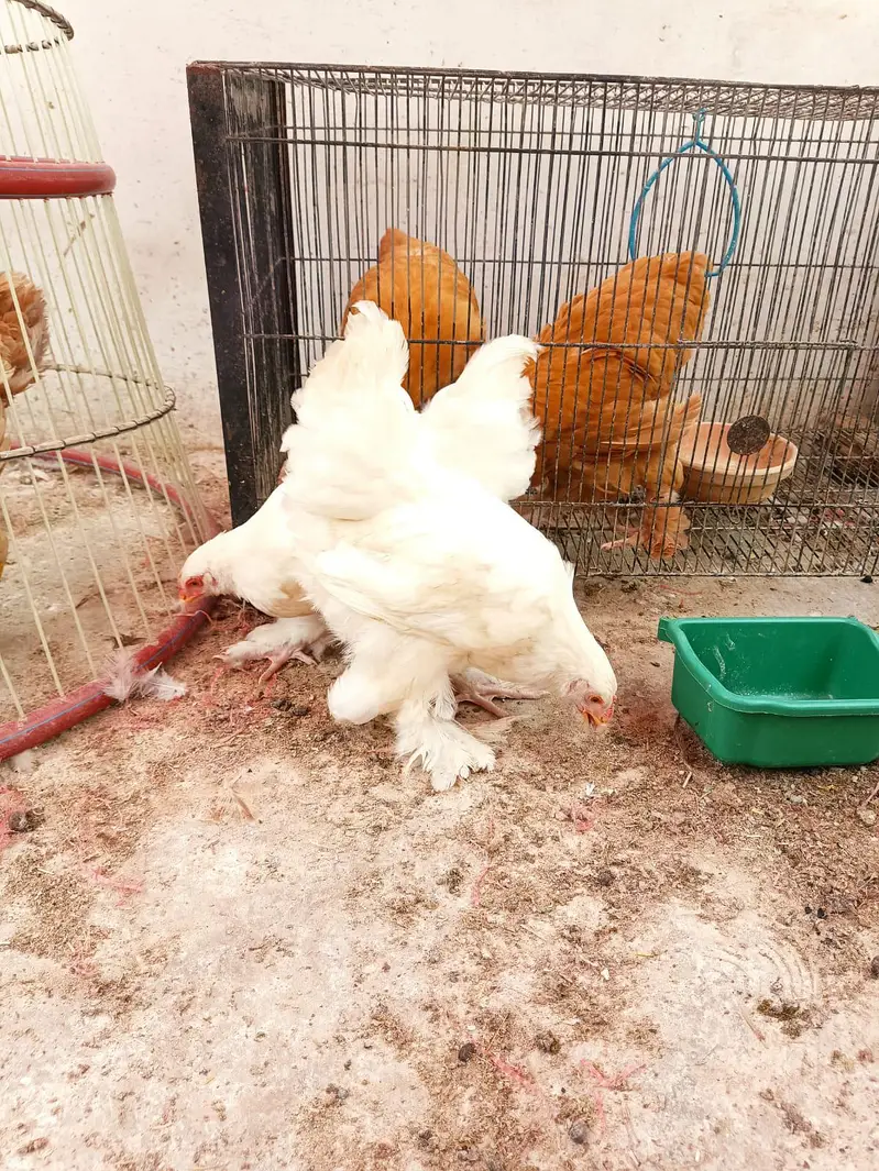 White Heavy Buff Pair 75 Days | Fancy Poultry — photo 2