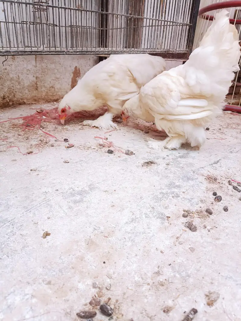White Heavy Buff Pair 75 Days | Fancy Poultry — photo 3