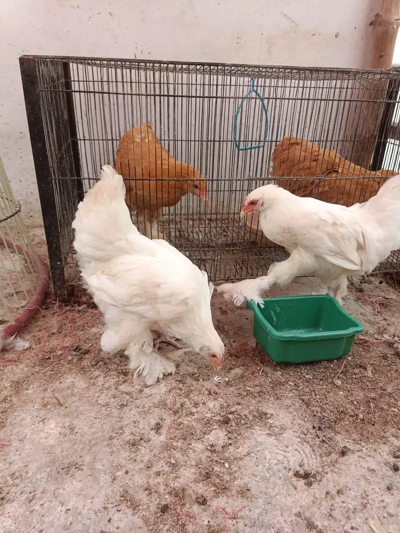 White Heavy Buff Pair 75 Days | Fancy Poultry — photo 4