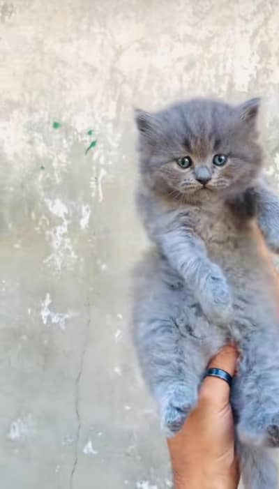 pure Persian cats vaccinated triple coated/WhatsApp 03254583038