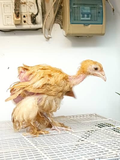 Golden Heavy Buff Pair 55 Days | Chicks