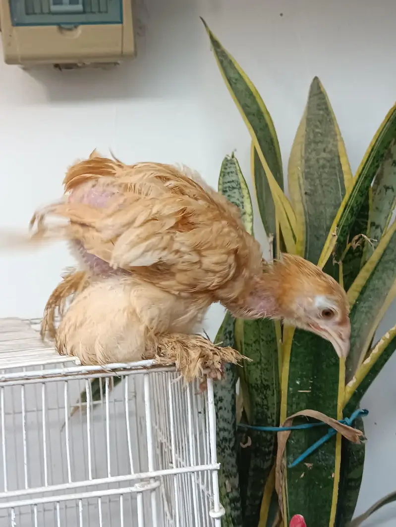 Golden Heavy Buff Pair 55 Days | Chicks — photo 2