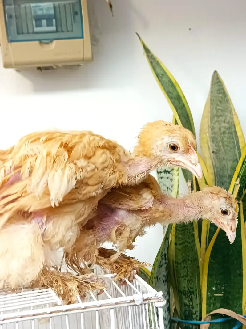 Golden Heavy Buff Pair 55 Days | Chicks — photo 3