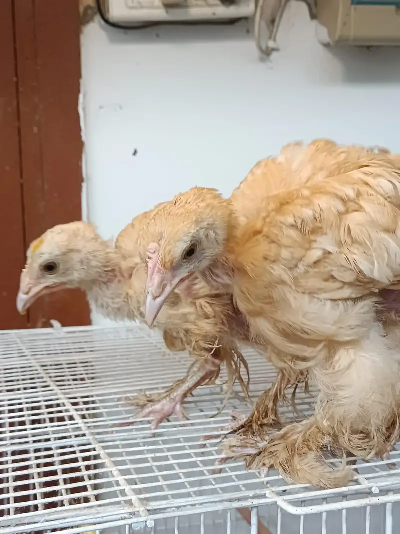 Golden Heavy Buff Pair 55 Days | Chicks — photo 4