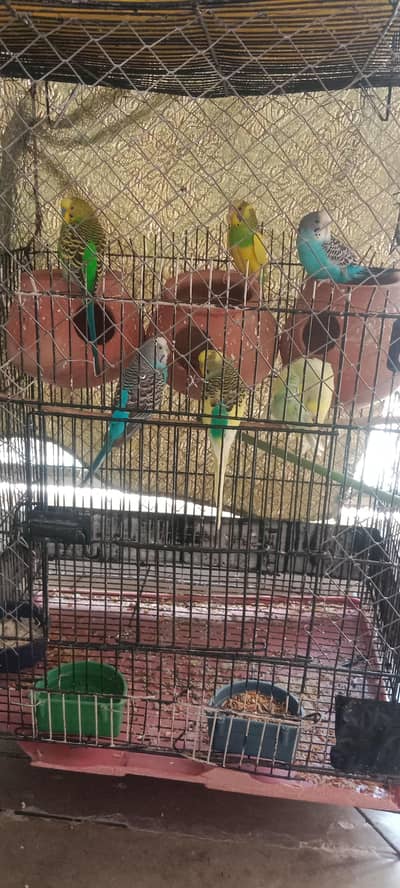 love birds and Australian parrot sale sale  only serious buyer contact