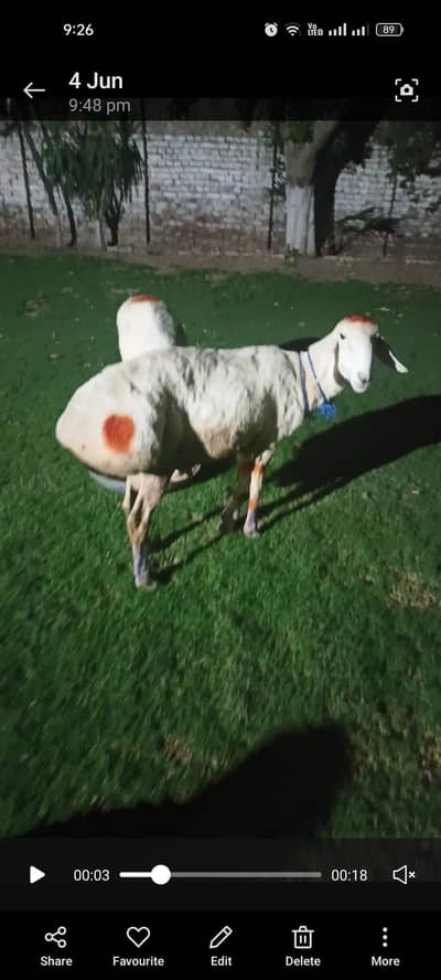Sheep Male