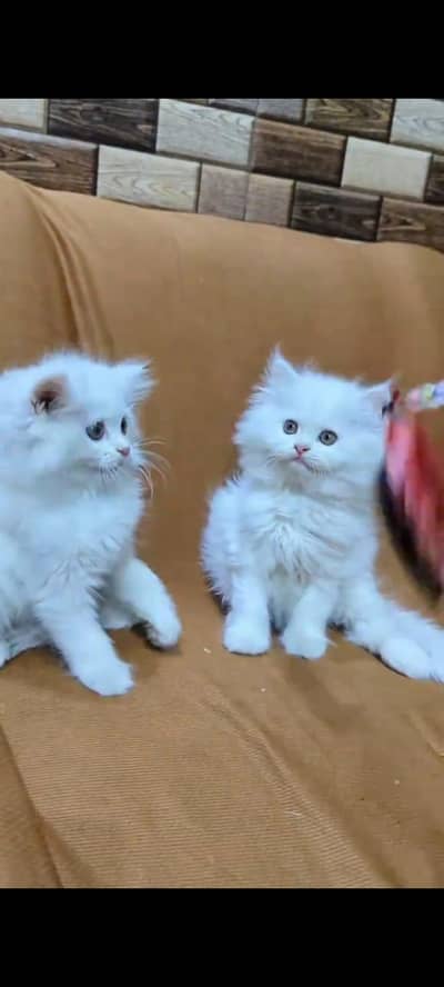 Persian cat's vaccinated  healthy active/WhatsApp 03254583038