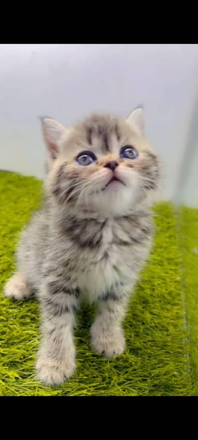 Persian cat's vaccinated  healthy active/WhatsApp 03254583038