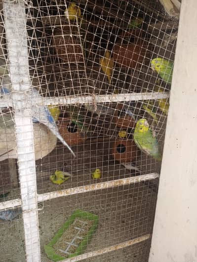 Home breed bird's for sale