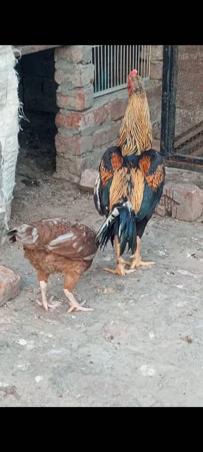 sindhi aseel pair
