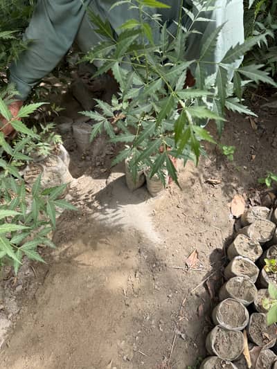 Neem plants , Ficus , dum dum , rose plant , eucalyptus and conocarpus