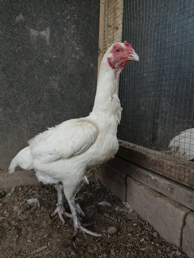 old blood line heera chicks/pair/madi