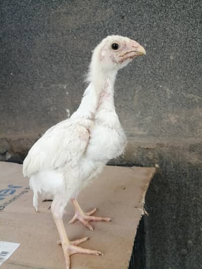 old blood line heera chicks/pair/madi