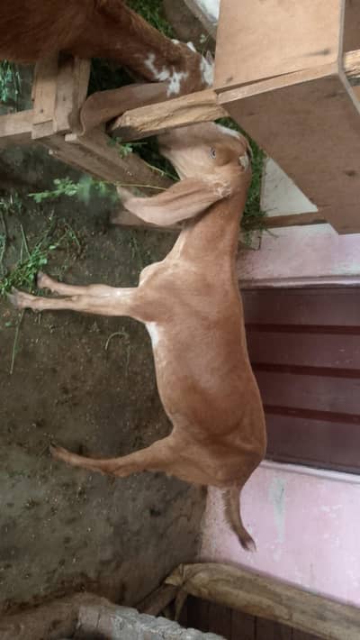 makkhi chini desi