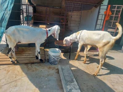 Rajanpuri breed male.