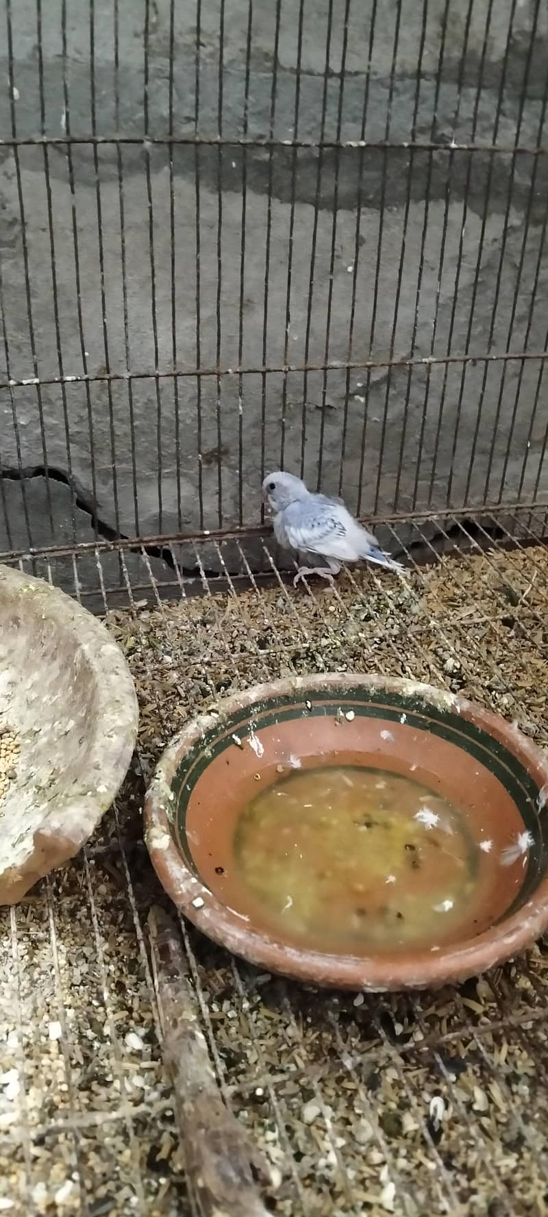 parrots 0