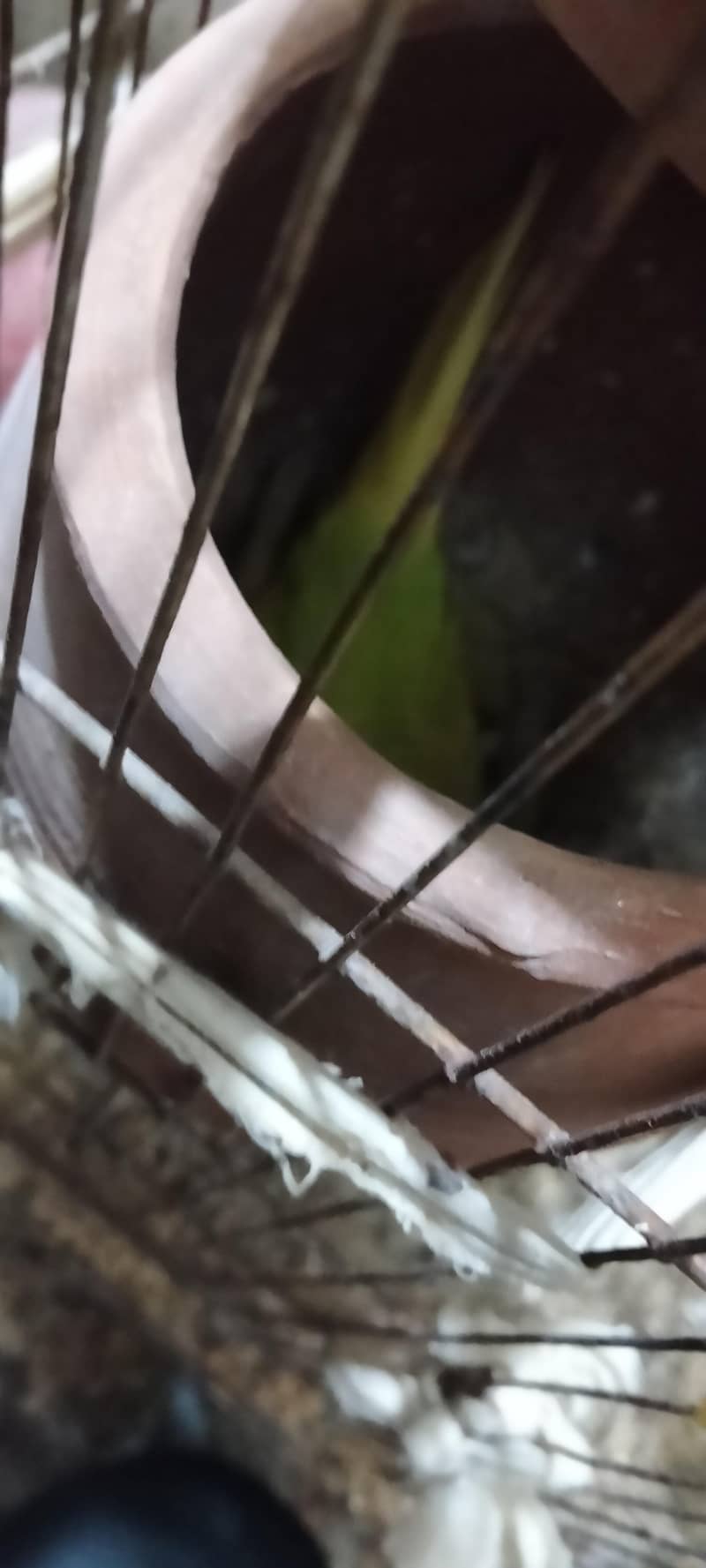 parrots 1
