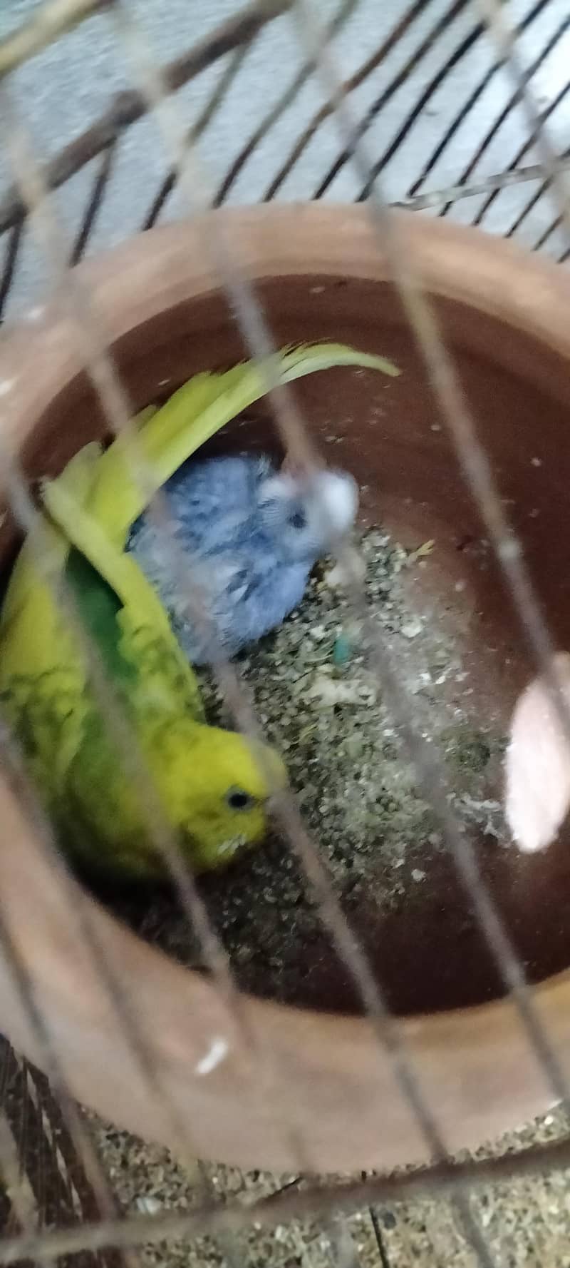parrots 2