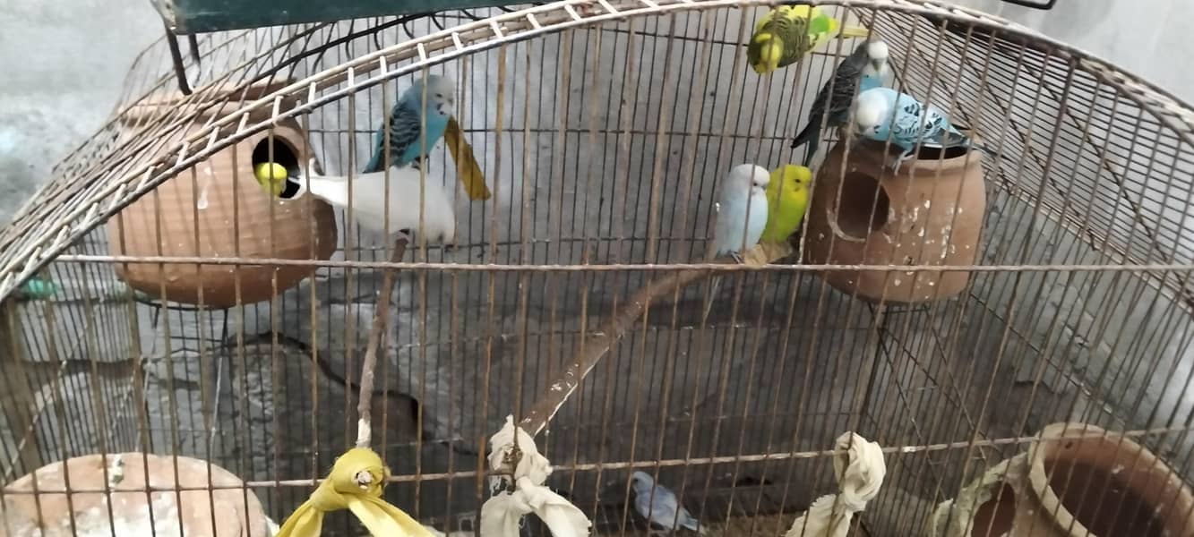 parrots 5