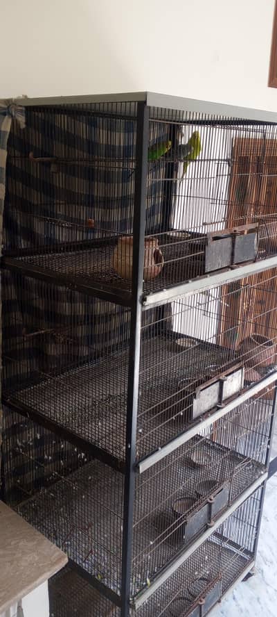 Bird Cage