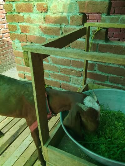 2 dant Gaban bakri for sale grantee k 7 Altra sound k 7 /03021736825