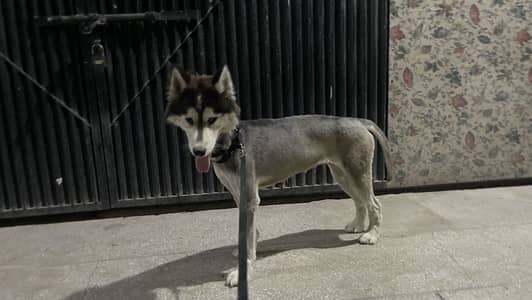 siberian husky female for sale