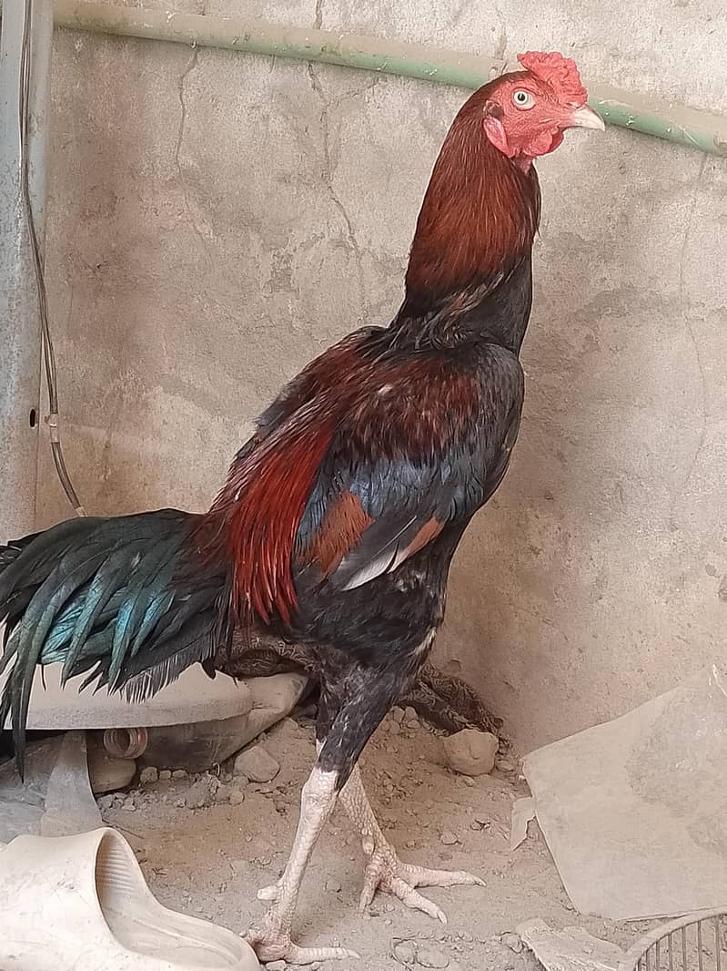 مورغا 0