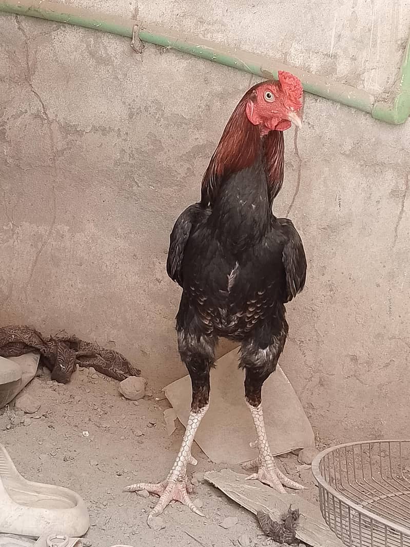 مورغا 1